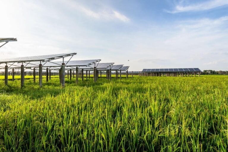 agrivoltaica que es
